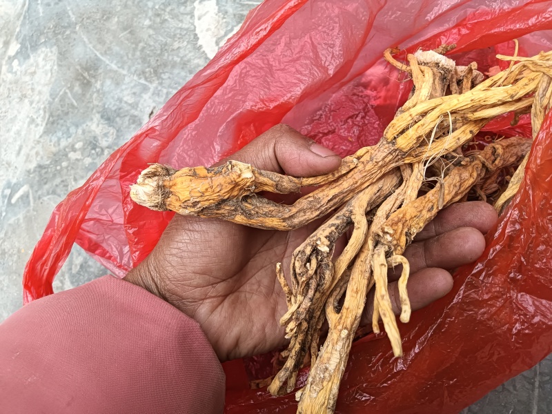 秦艽三年根大统货