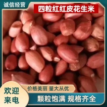 四粒红，红皮花生米，颗粒饱满，颜色红，各种规格，吉林