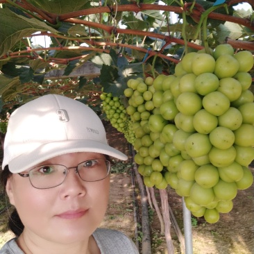 阳光玫瑰葡萄：晴王葡萄，颗粒大，口感香甜