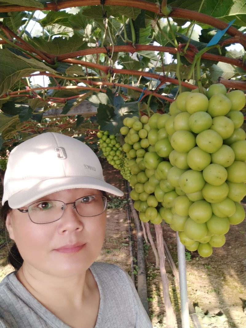 阳光玫瑰葡萄：晴王葡萄，颗粒大，口感香甜