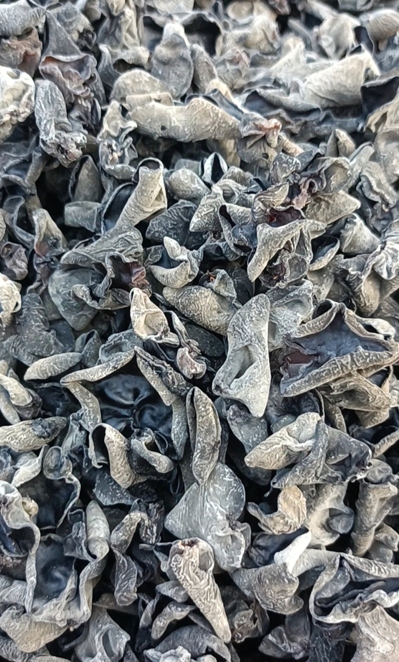 精品秋木耳