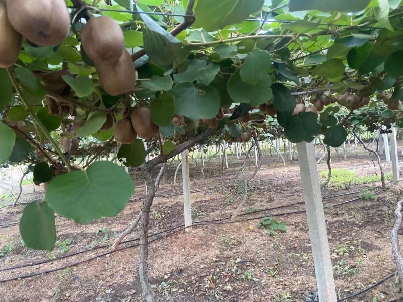 红心弥猴桃基地现货鲜果批发欢迎有需要的老板联系我