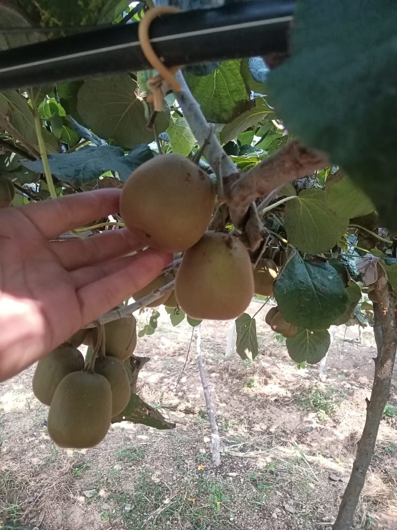 红心弥猴桃基地现货鲜果批发欢迎有需要的老板联系我