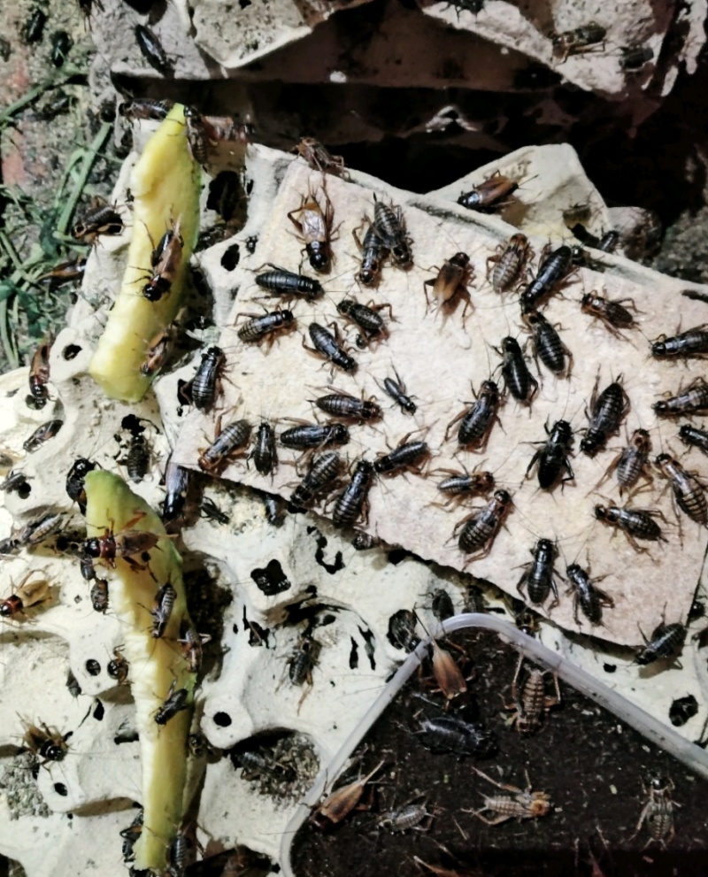 双斑油葫芦蟋蟀