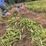正宗贵州深山野生白芨个、片、粉无硫精选白芨