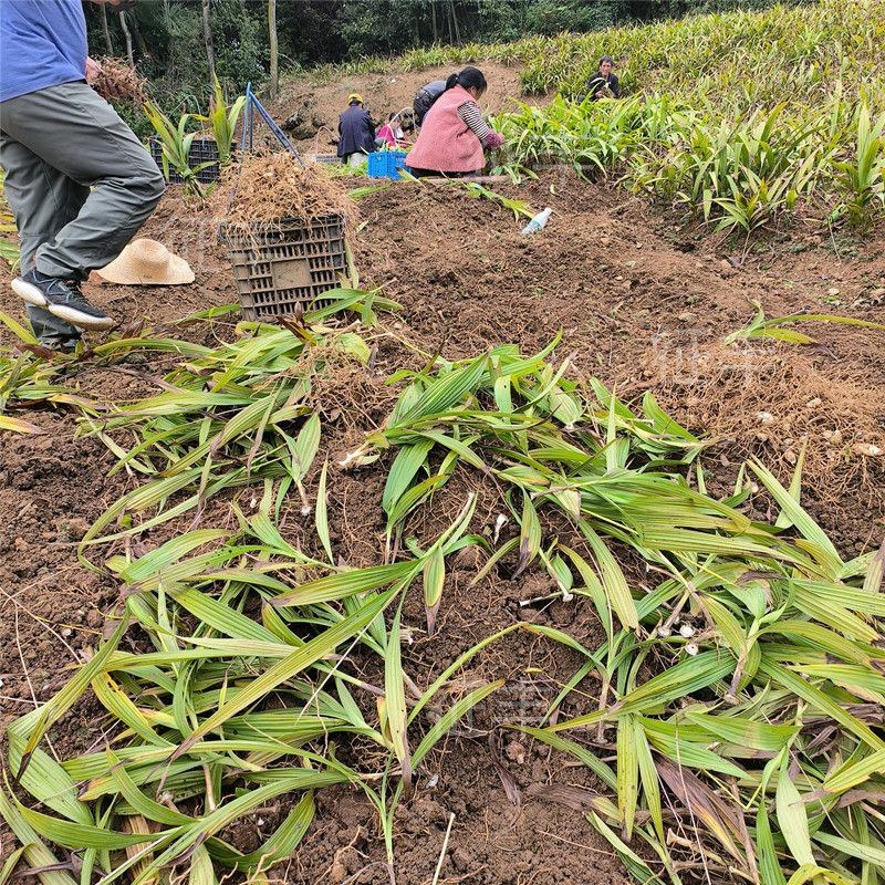 正宗贵州深山野生白芨个、片、粉无硫精选白芨