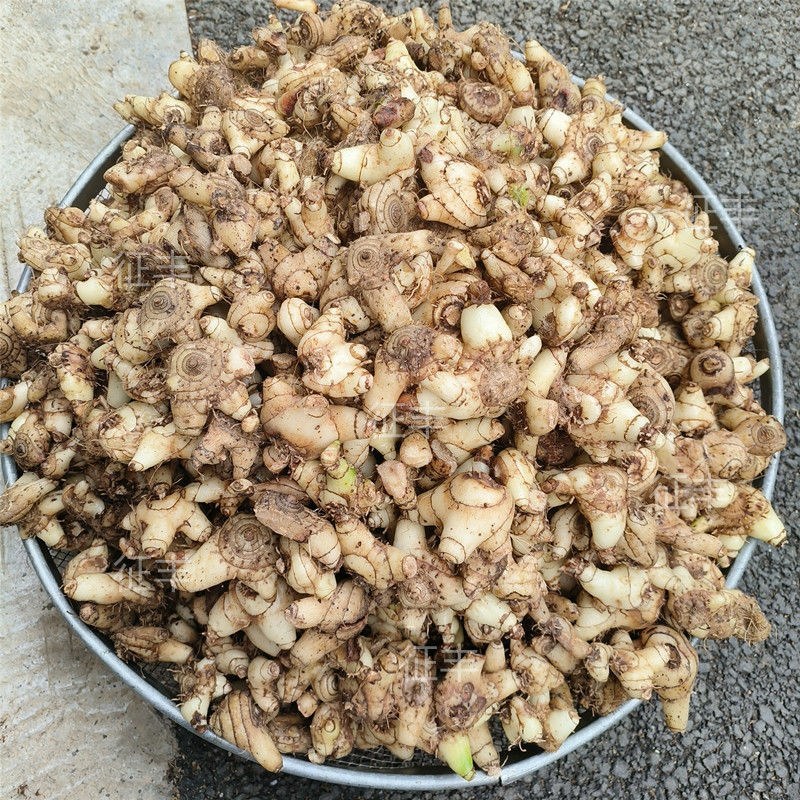 正宗贵州深山野生白芨个、片、粉无硫精选白芨