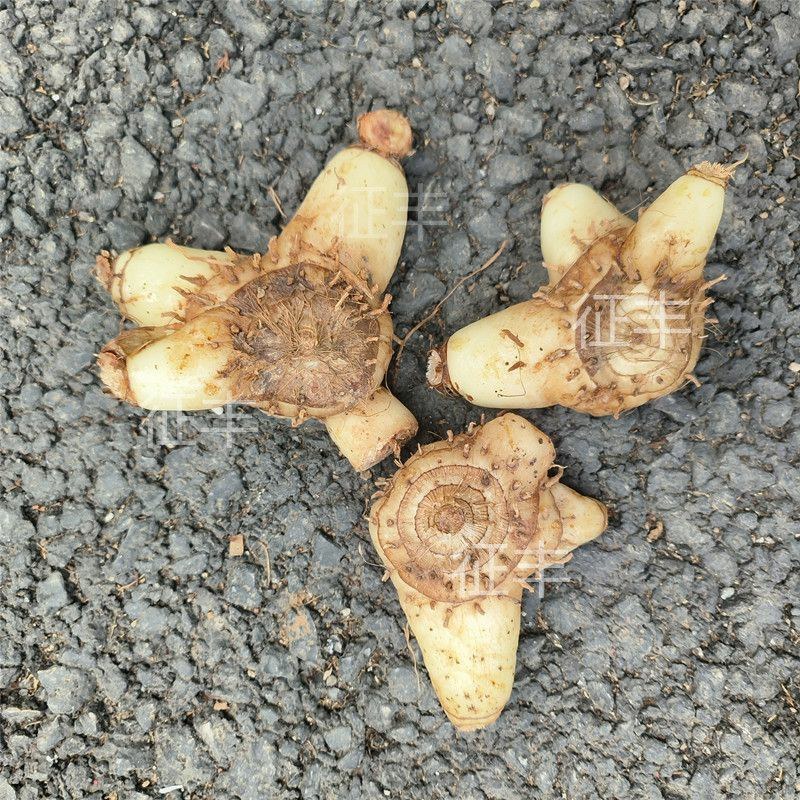 正宗贵州深山野生白芨个、片、粉无硫精选白芨