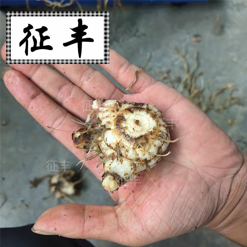 正宗贵州深山野生白芨个、片、粉无硫精选白芨