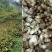 正宗贵州深山野生白芨个、片、粉无硫精选白芨
