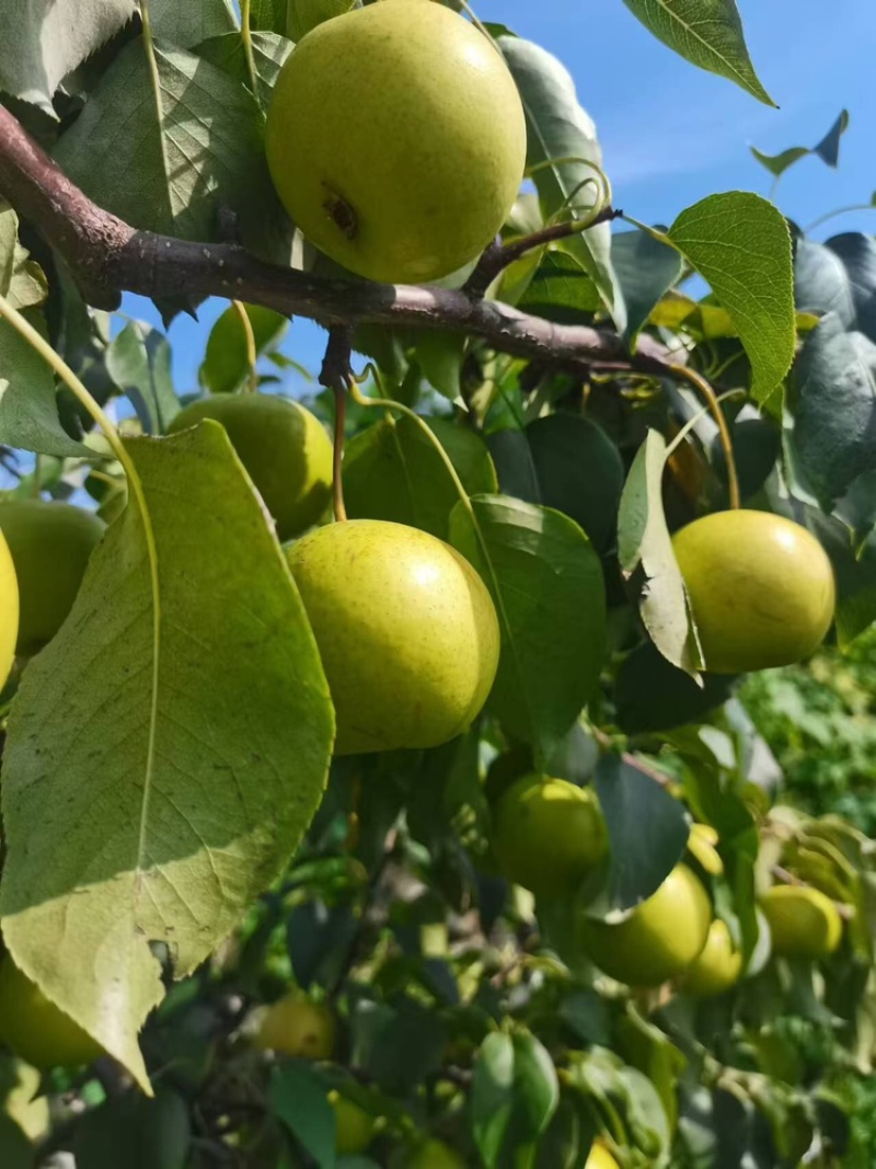 河北青京白梨个大果甜保质保量大量出货欢迎咨询