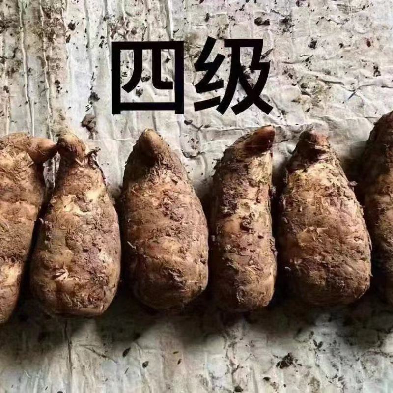 云南昭通小草坝新鲜天麻大量有货，品质保证欢迎各地老板来电
