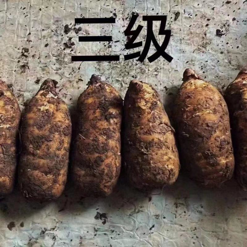 云南昭通小草坝新鲜天麻大量有货，品质保证欢迎各地老板来电