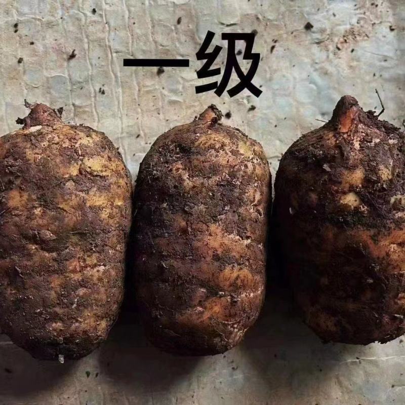 云南昭通小草坝新鲜天麻大量有货，品质保证欢迎各地老板来电