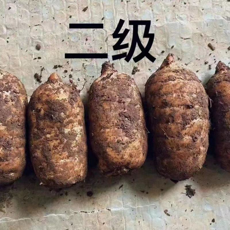 云南昭通小草坝新鲜天麻大量有货，品质保证欢迎各地老板来电