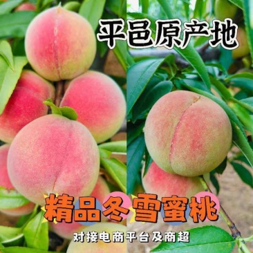山东冬雪蜜桃国庆红桃产地现摘可代发货二两起步一条龙服务