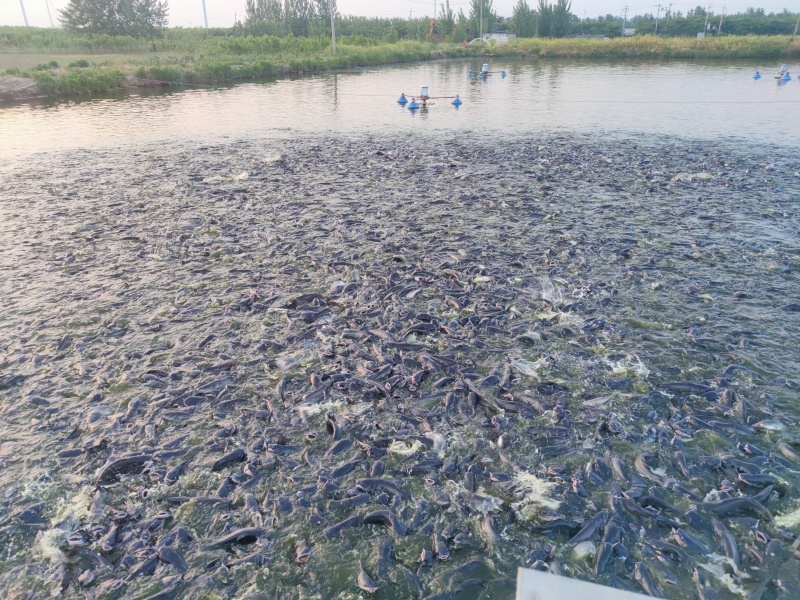 许昌鄢陵鮰鱼大量上市货源充足保质保量诚信合作欢迎来电