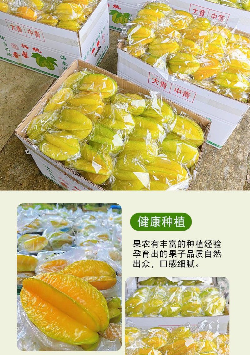 正宗福建漳州下河当季水果(新鲜杨桃)酸甜可口当天现摘现发