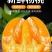 正宗福建漳州下河当季水果(新鲜杨桃)酸甜可口当天现摘现发
