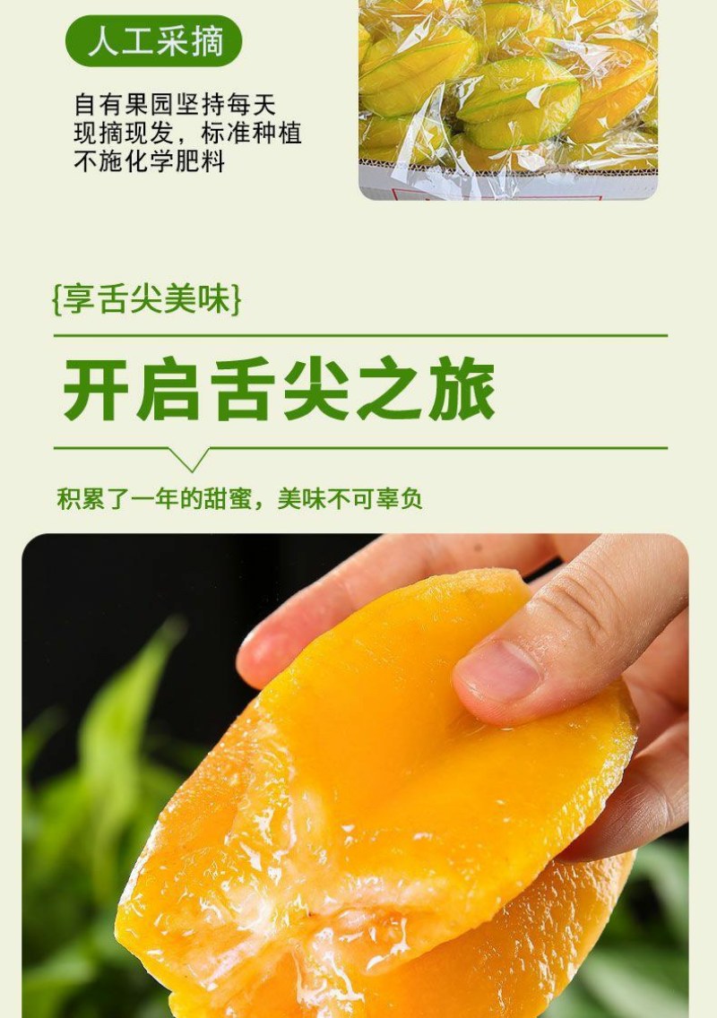 正宗福建漳州下河当季水果(新鲜杨桃)酸甜可口当天现摘现发