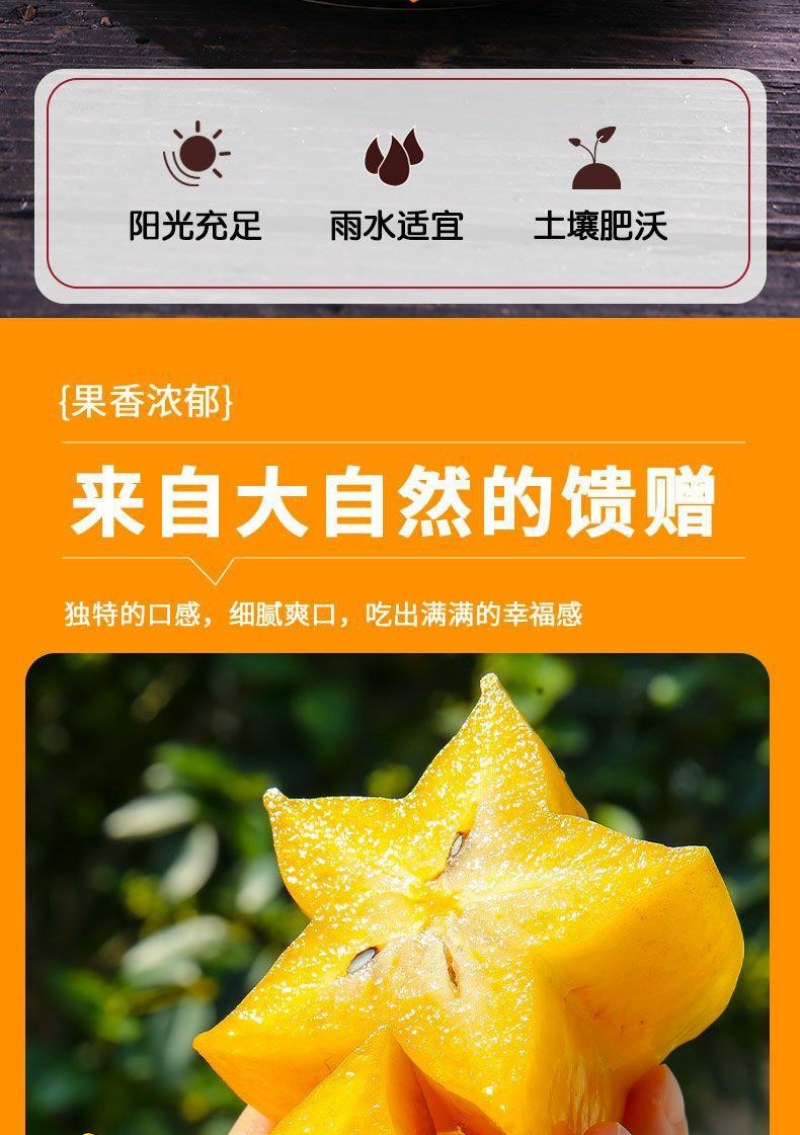 正宗福建漳州下河当季水果(新鲜杨桃)酸甜可口当天现摘现发