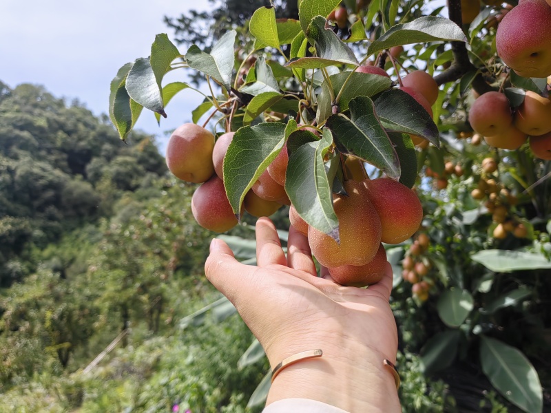 这个是葫芦梨，可以做成水泡梨，味道极佳。