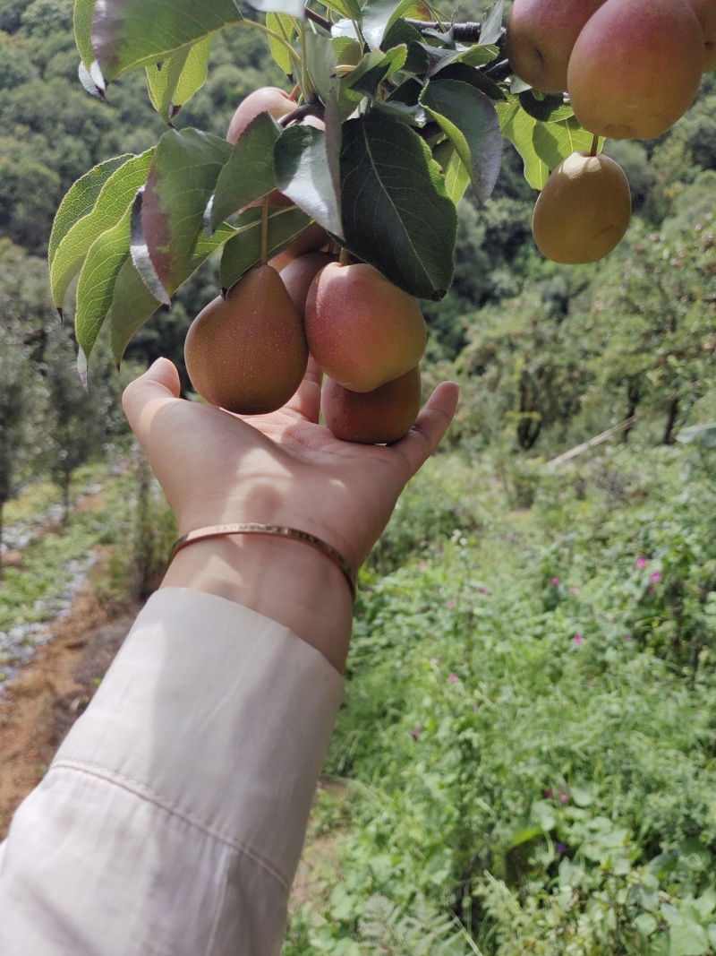 这个是葫芦梨，可以做成水泡梨，味道极佳。