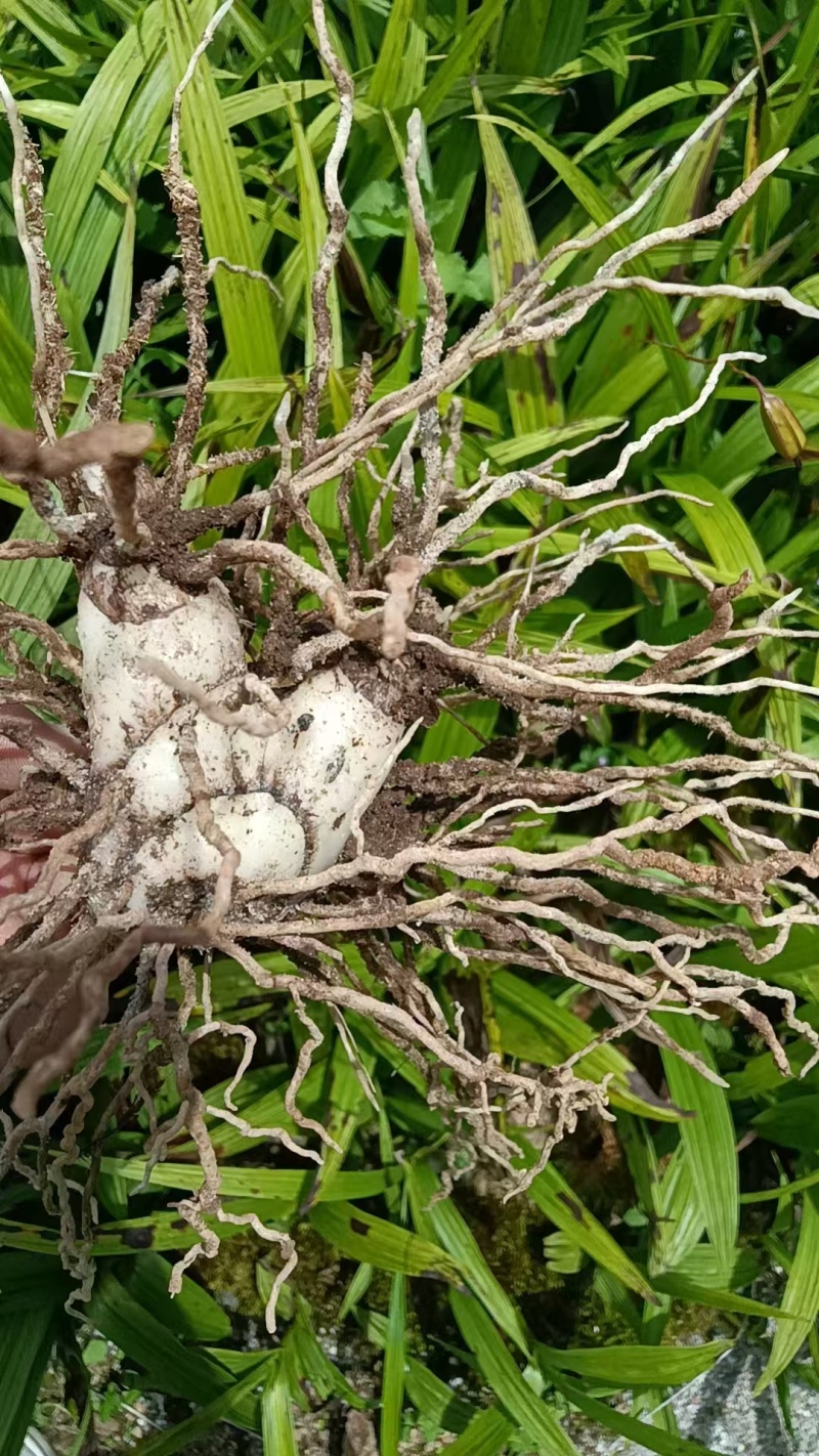 紫花中宽叶露天驯化三年苗