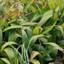 紫花中宽叶露天驯化三年苗