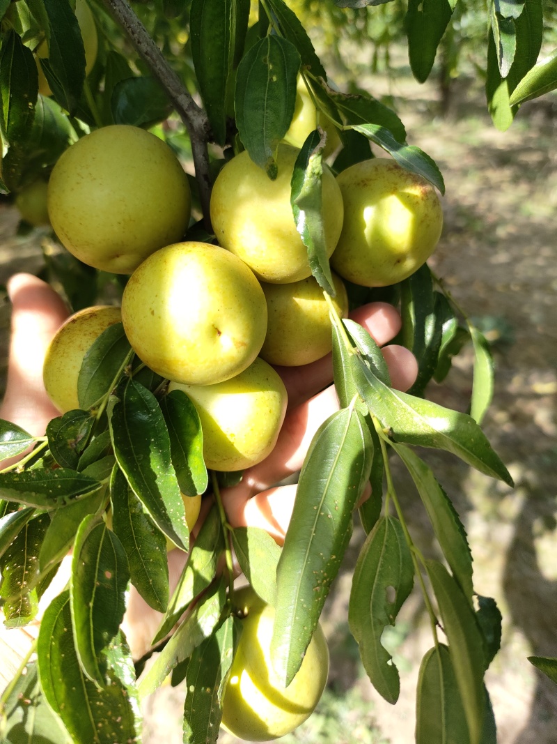 冬枣供应商，发白发黄入库枣，口感脆甜，大量有货