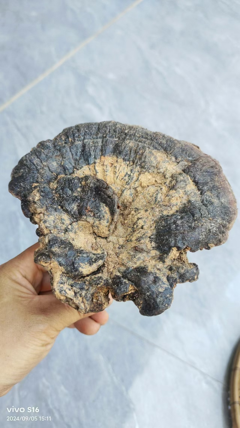 野生紫灵芝