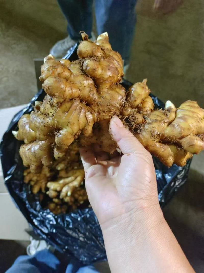 生姜:小黄姜:二黄姜