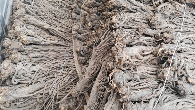 甘肃独活，无硫，精品独活，产地直供，量大从优，现货供应