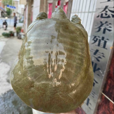 水库生态5年老甲鱼（2～5斤）