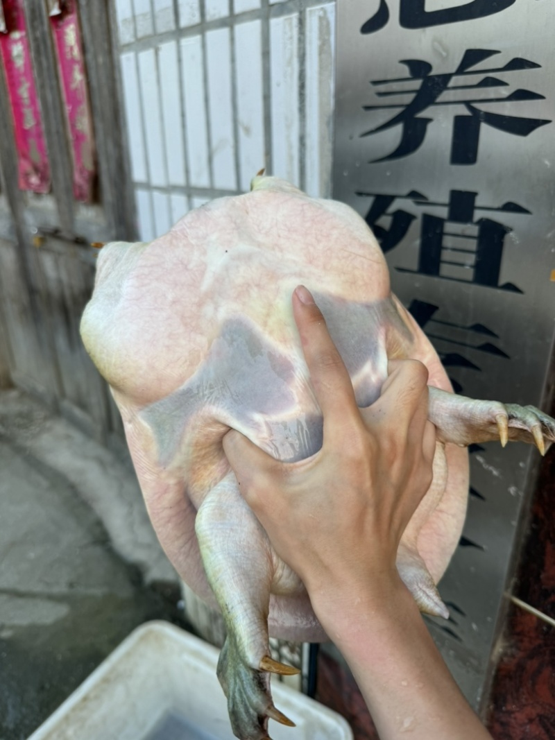 水库生态5年老甲鱼（2～5斤）