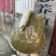 水库生态5年老甲鱼（2～5斤）