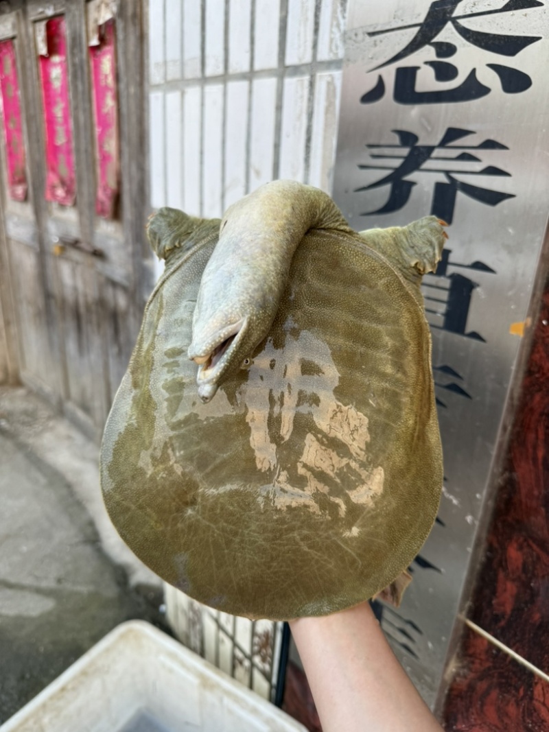 水库生态5年老甲鱼（2～5斤）
