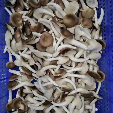秀珍菇