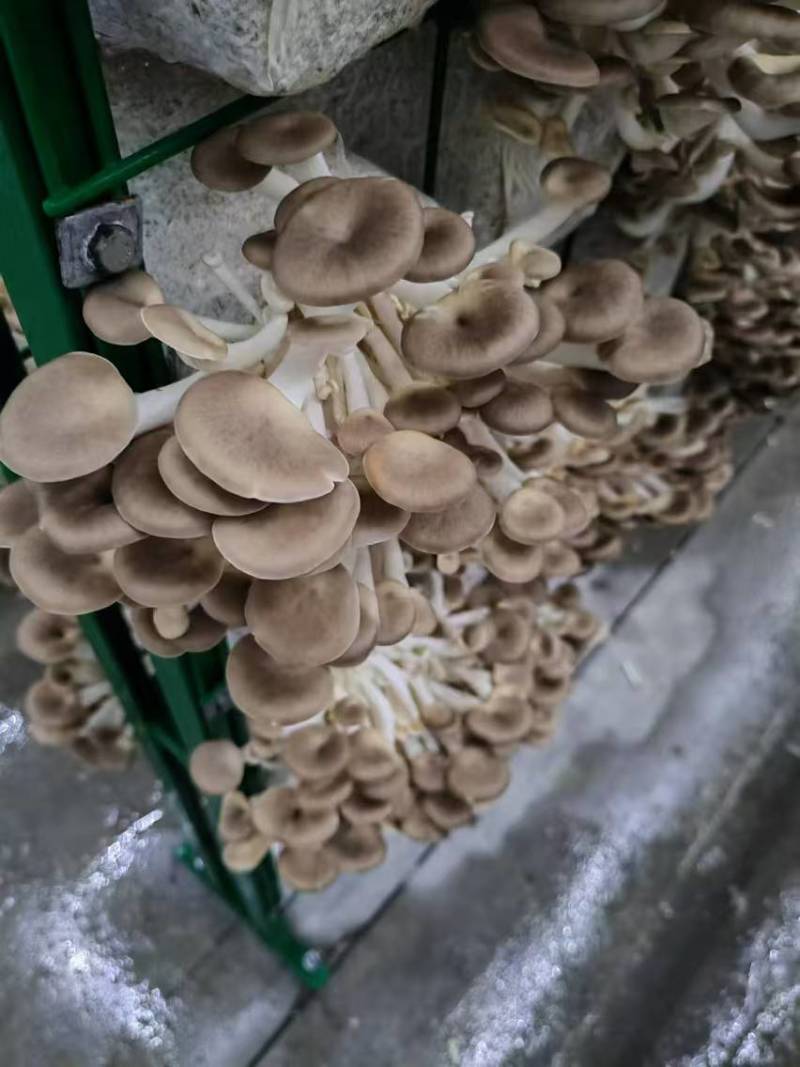 秀珍菇