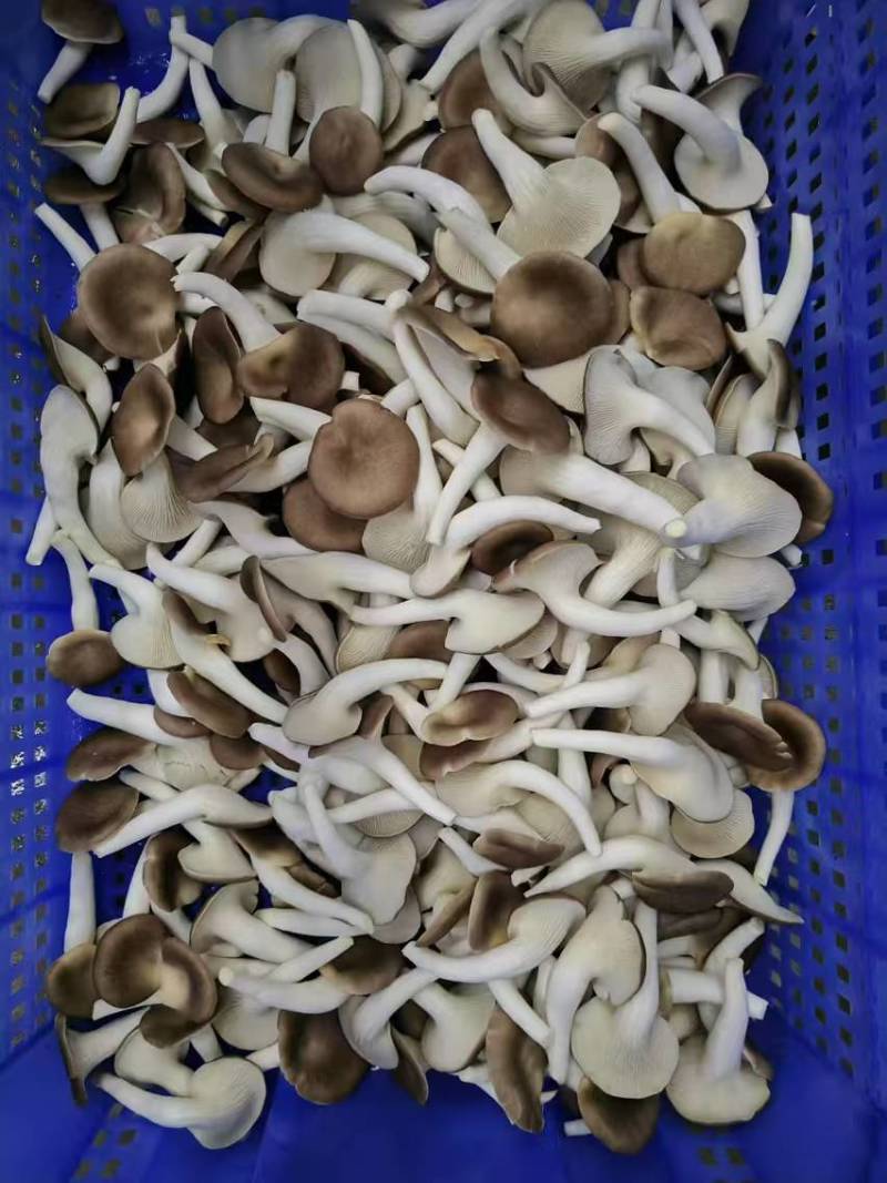 秀珍菇