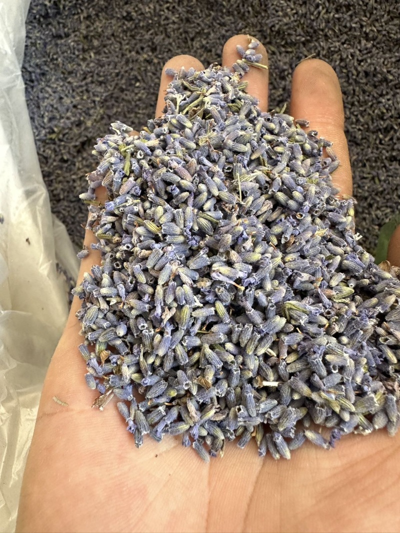新疆伊犁薰衣草干花粒一袋20公斤