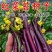 龙盛油亮七星剑红菜苔种子正宗紫红色菜薹种子中熟分枝性强