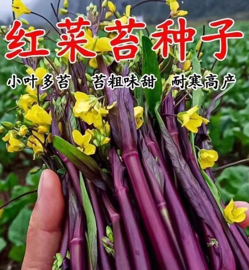 龙盛油亮七星剑红菜苔种子正宗紫红色菜薹种子中熟分枝性强