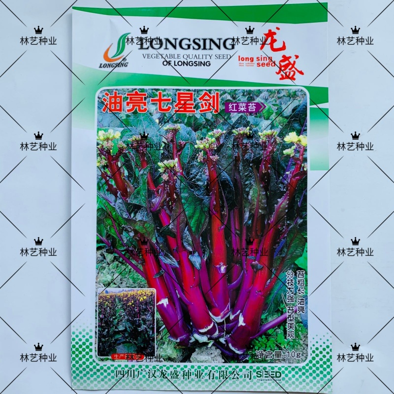 龙盛油亮七星剑红菜苔种子正宗紫红色菜薹种子中熟分枝性强