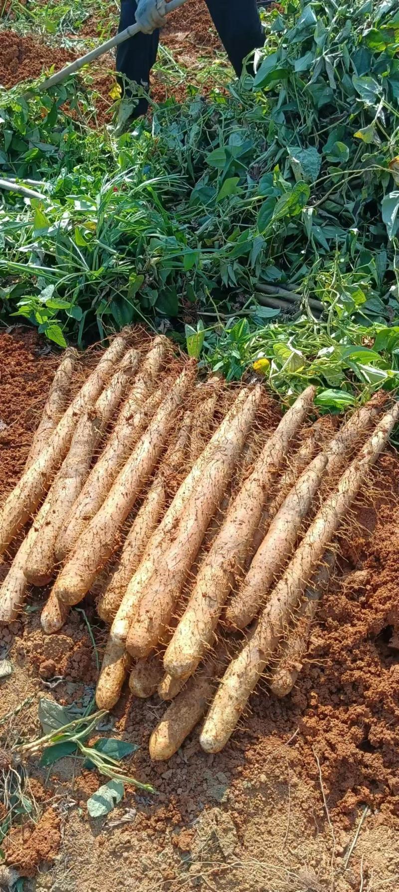 广西山药淮山药白鬼黑鬼产地直供一手货源欢迎光临选购