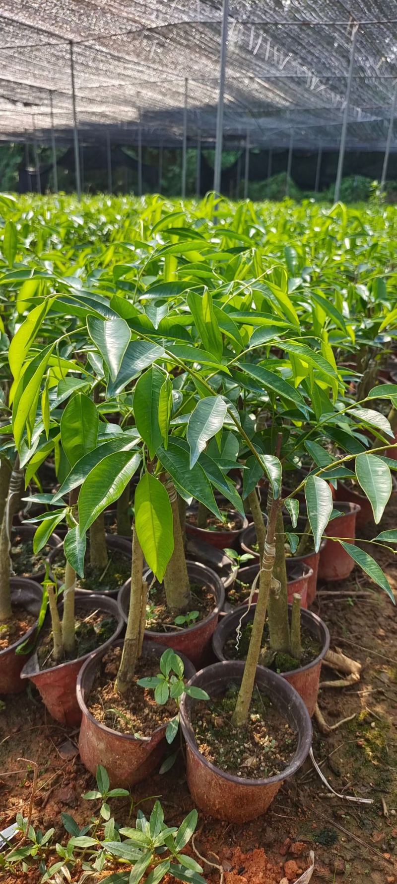 金沙叶。奇楠沉香