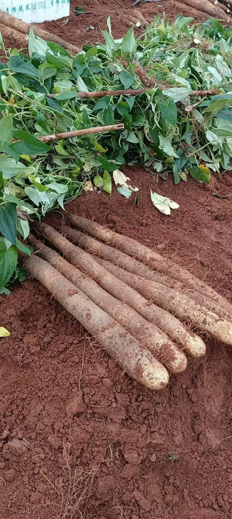 广西山药淮山药黑鬼大量上市种植户一手货源产地批发