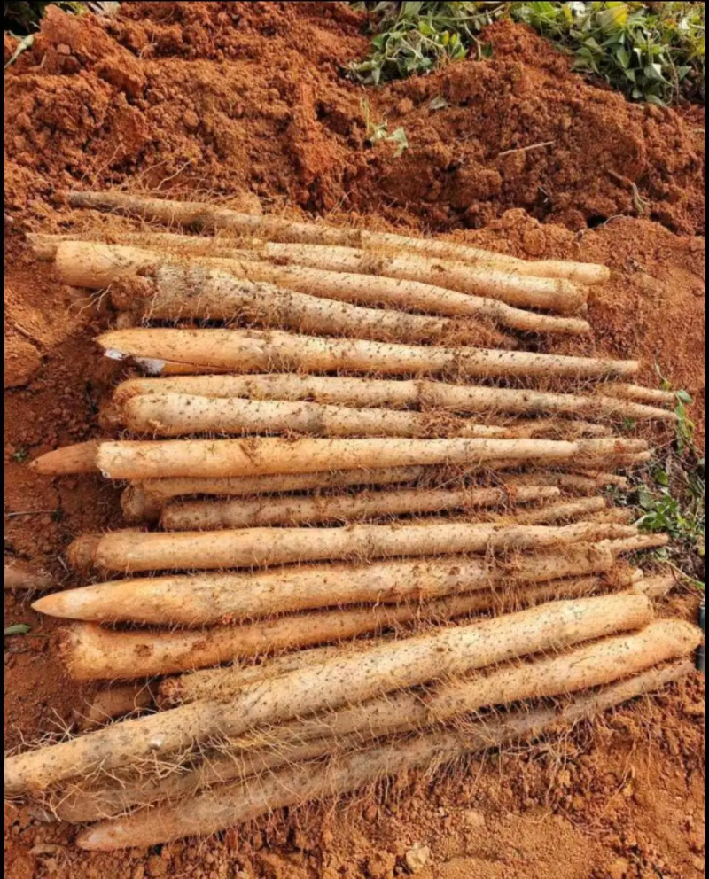 广西山药淮山药黑鬼大量上市种植户一手货源产地批发