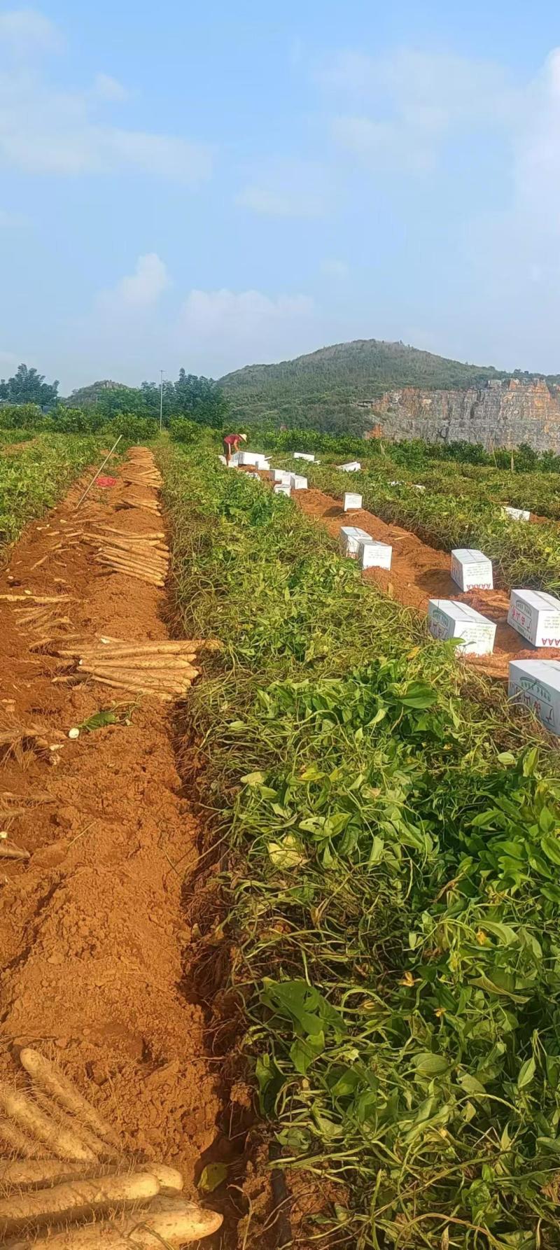 广西山药淮山药白鬼黑鬼滚地龙产地批发价全国发货