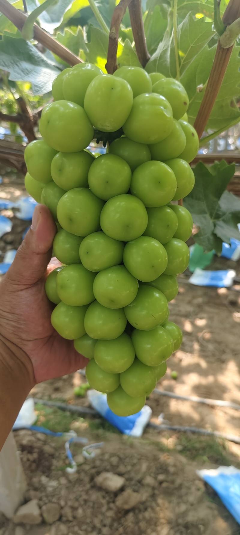 陕西大荔阳光玫瑰红提，红玫瑰，供应各大平台